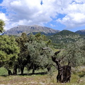 Puig Roig (263)