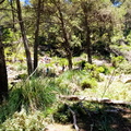 Puig de Sa Rateta (258)