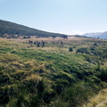 Serrota (214)