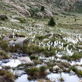 Pica destats (213)