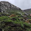 Porracolina (210)
